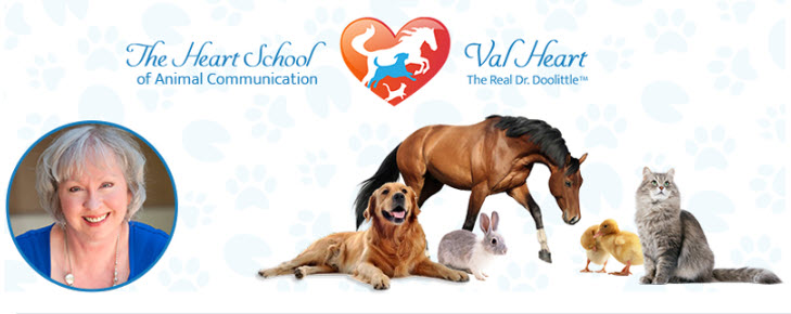The Heart School of Animal Communication