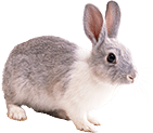 rabbit1