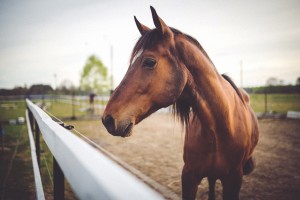 horse communication