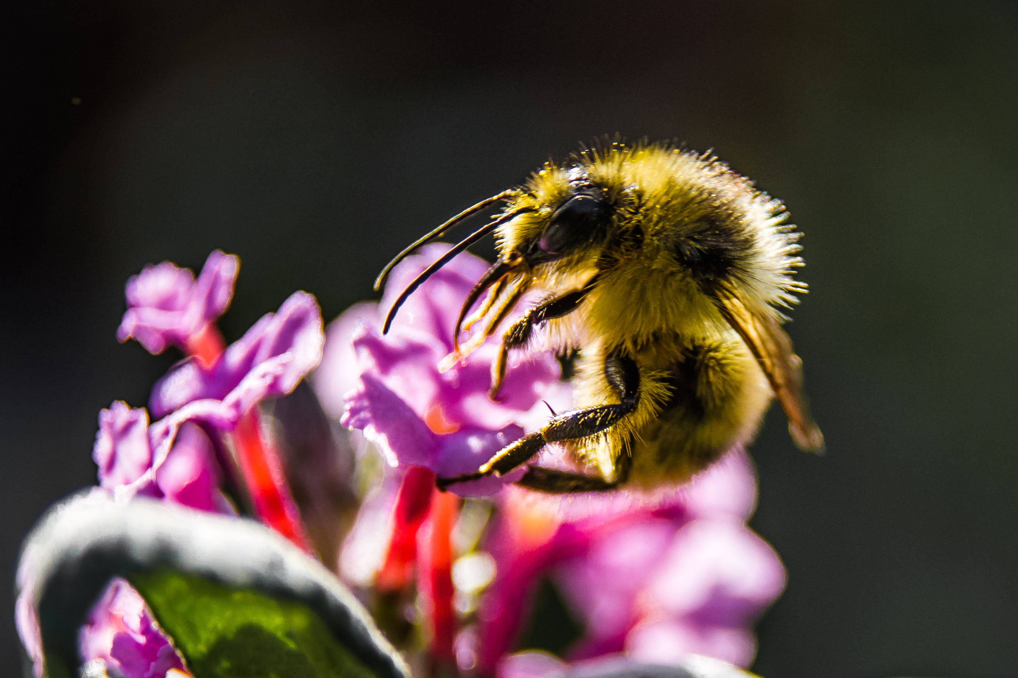Why do bees have sticky hair? - Learn How To Talk To Animals