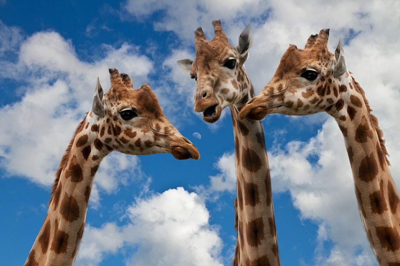 giraffes and wild animals communicate too
