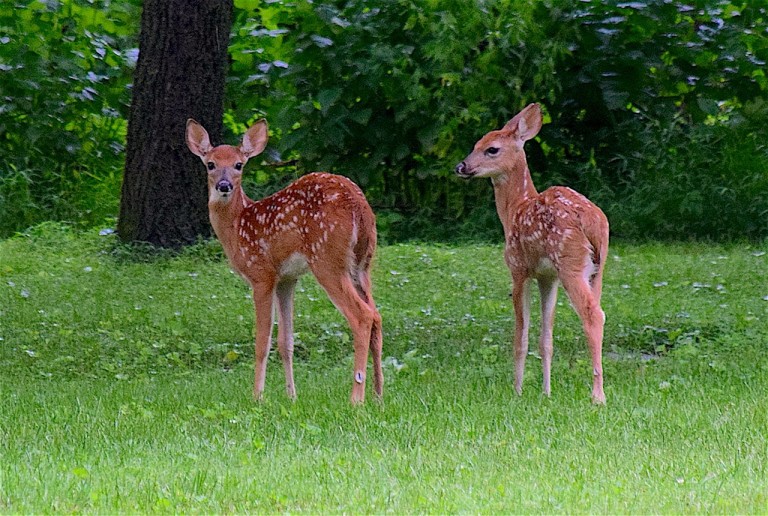 How I saved the lives of 49 darling fawns… warning, get kleenex ...