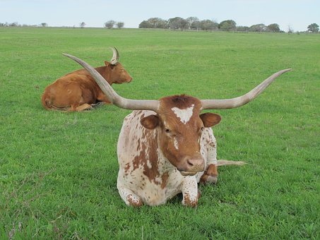 longhorn-cattle