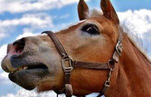 horse communication