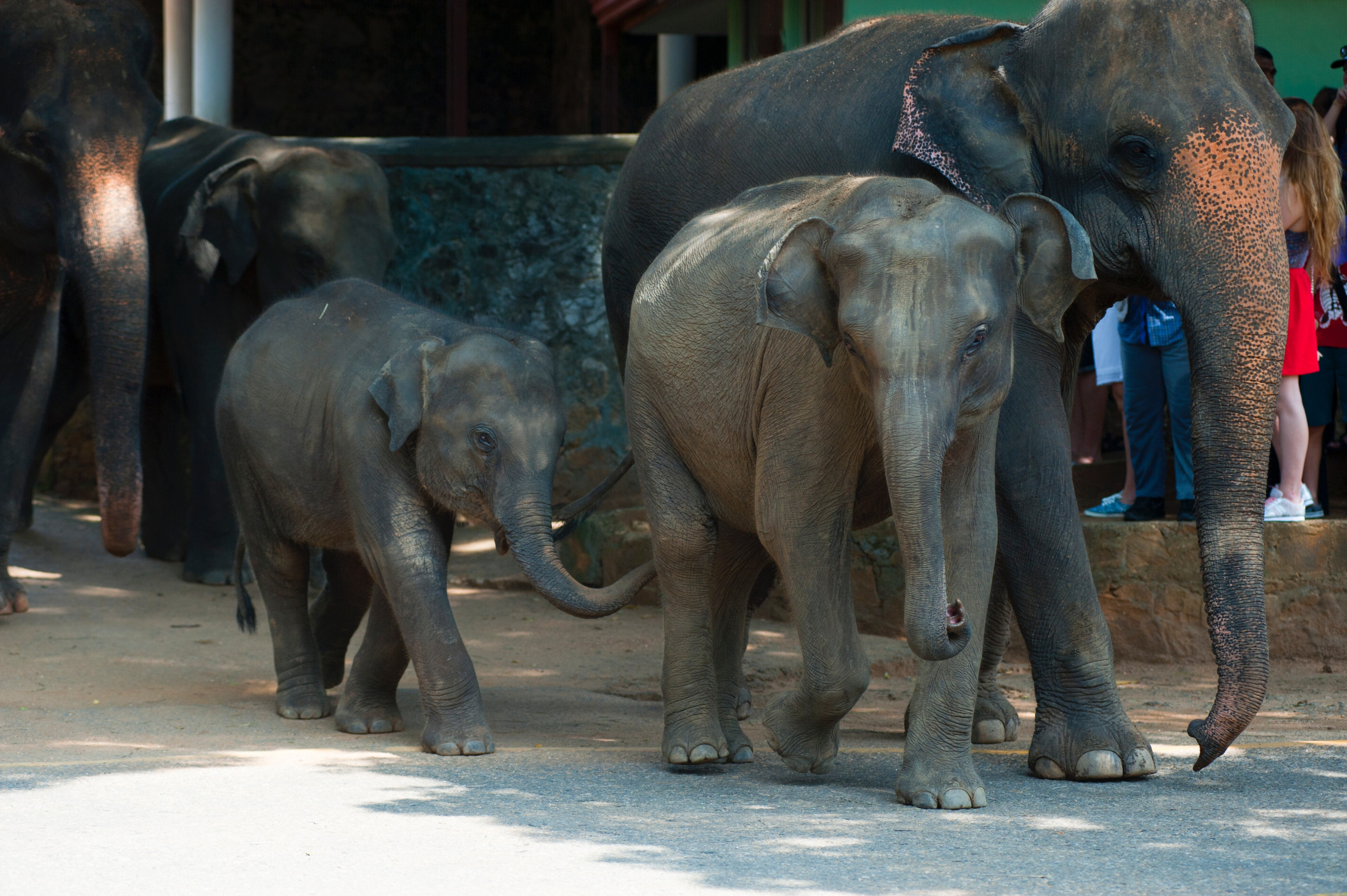 elephant story