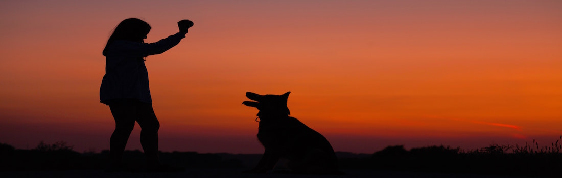 Exploring Animal Consciousness: Time Travel for Healing Past Wounds