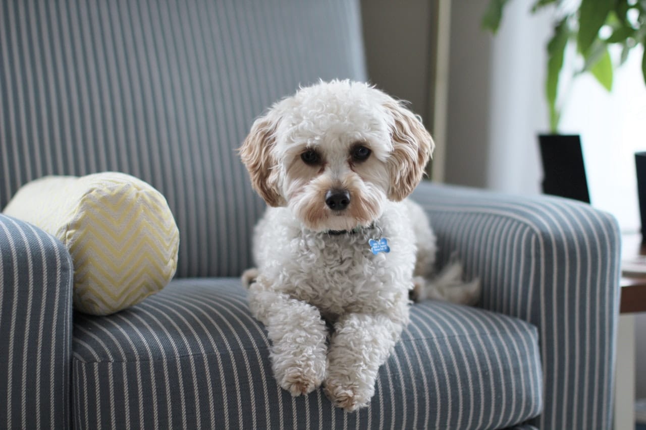 How Do You Know if You’re Really Communicating With Animals?