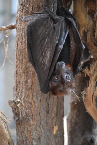 bat story