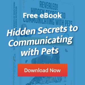 Destructive Behavior of Rescued Dogs Can Be Improved With Animal Communication