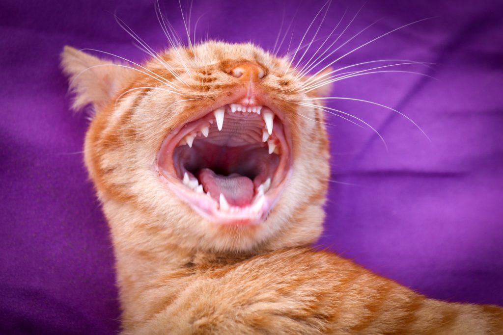 dental tips for your cat and dog
