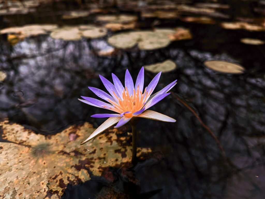 soul healing lily
