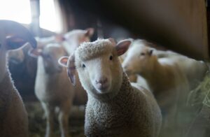 intuitive abilities lamb