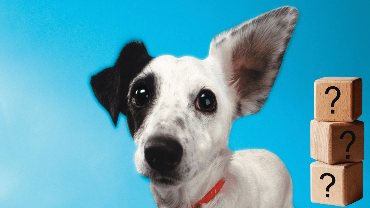 why does animal communication work sometimes but not others