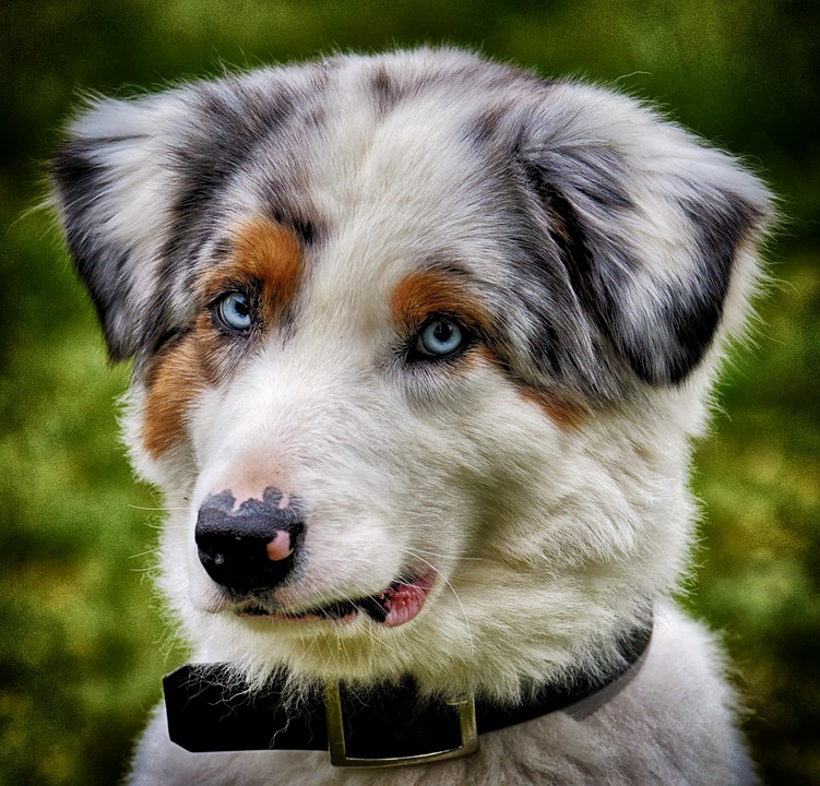 animal communication training