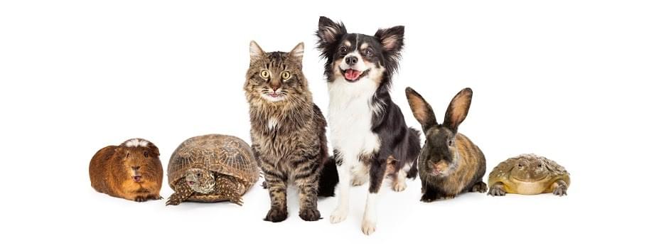 Animals
