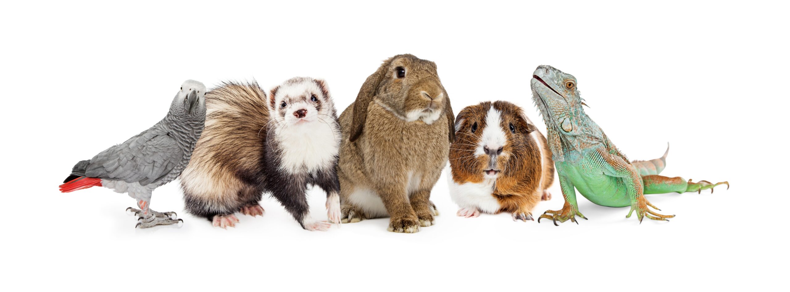 Group of small domestic pets banner