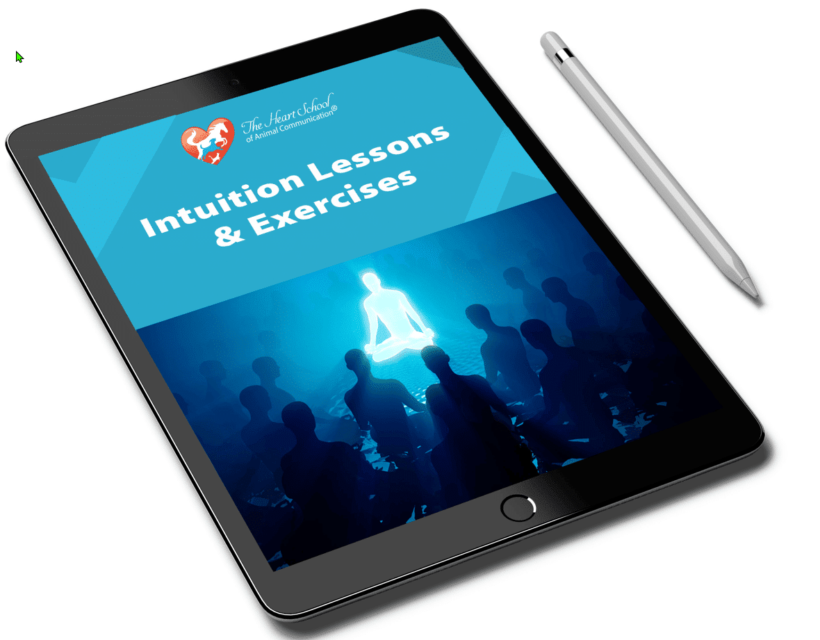 Intuition Lessons and Exercises