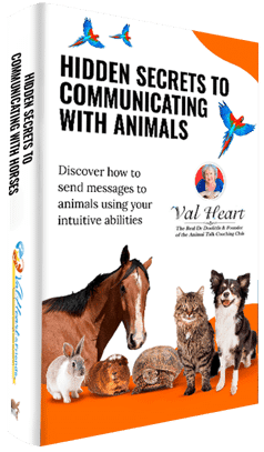 Hidden Secrets to Communicating with Animals