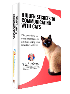 Hidden Secrets to Communicating with Cats